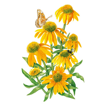 Illustration of yellow Artisan Yellow Ombre Echinacea flowers with a butterfly and bee on a white background