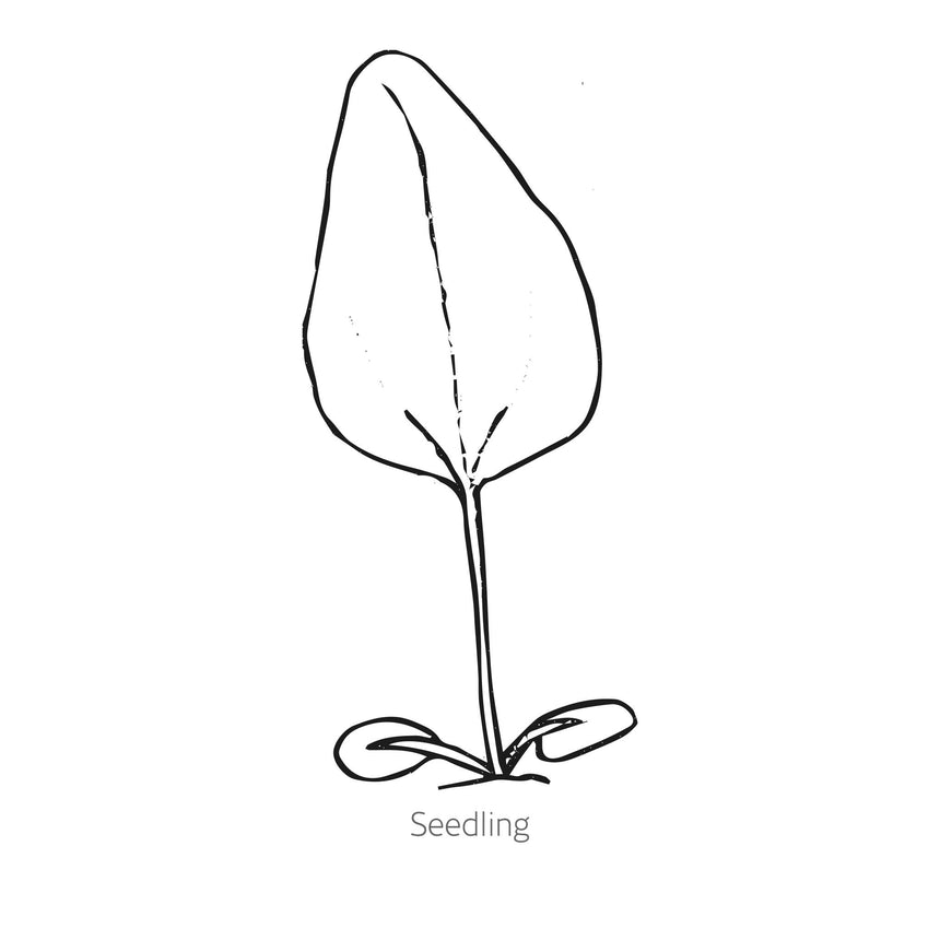 Black and white line drawing of Artisan Yellow Ombre Echinacea seedling with 'Seedling' text at the bottom.
