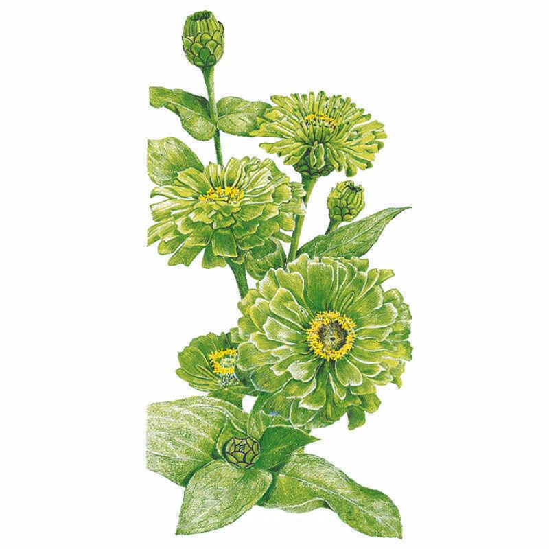 Botanical illustration of Envy zinnia showing several lime-green, densely petalled blooms with yellow centres in various stages of opening alongside tight unopened buds, set among pointed green leaves on a white background.