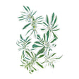 Illustration of green Snow on the Mountain Euphorbia leaves with a white background
