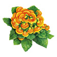 Illustration of a cluster of yellow and orange Dainty Red & Yellow Lady's Purse flowers with green leaves on a white background