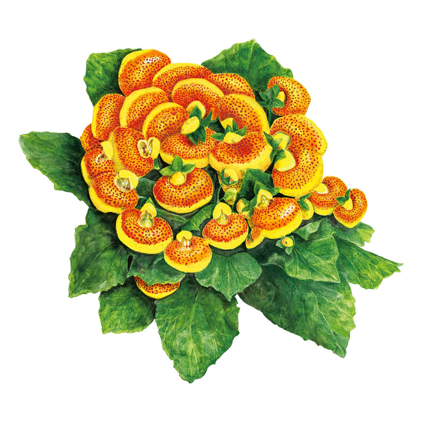 Illustration of a cluster of yellow and orange Dainty Red & Yellow Lady's Purse flowers with green leaves on a white background