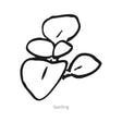 Black line drawing of Dainty Red & Yellow Lady's Purse seedling on a white background