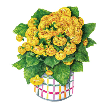 Potted plant Dainty Yellow Spotted Lady's Purse flowers and green leaves on a white background