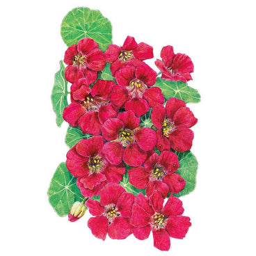Botanical illustration of Cherry Rose Jewel nasturtium, showing a cluster of deep pink-red five-petaled flowers with yellow-speckled throats amid round, veined green leaves and one unopened bud.