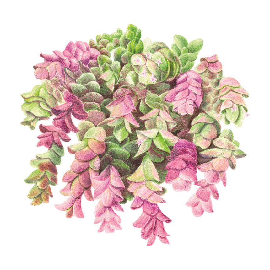 Illustration of the Kirigami Ornamental Oregano plant with pink and green leaves on a white background