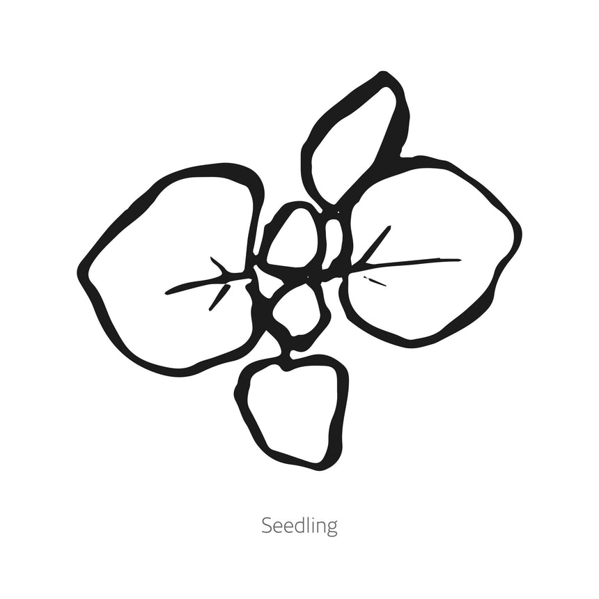 Black and white line drawing of Kirigami Ornamental Oregano seedling on a white background