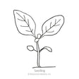 Line drawing of a young seedling with a single upright stem, two small rounded lower leaves, and a pair of large veined leaves at the top, labelled "Seedling".