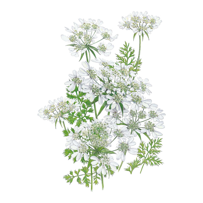Illustration of white QIS® White Finch Orlaya flowers with green leaves on a white background