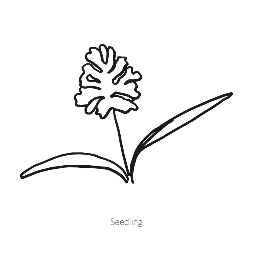 Simple black line drawing of QIS® White Finch Orlaya seedling on a white background