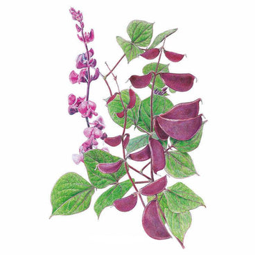 Botanical illustration of Ruby Moon hyacinth bean showing a spike of purple-pink pea-like flowers alongside heart-shaped green leaves and clusters of glossy deep-maroon seed pods, set against a plain white background.
