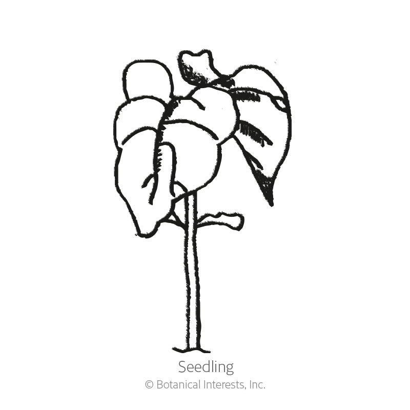 Line drawing of a young hyacinth bean seedling with two rounded cotyledon leaves and a pair of larger pointed true leaves atop a slender stem, labeled "Seedling."