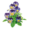 Illustration of purple and yellow Spring Matrix™ Midnight Glow Pansy flowers with green leaves on a white background