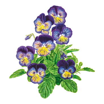 Illustration of purple and yellow Spring Matrix™ Midnight Glow Pansy flowers with green leaves on a white background