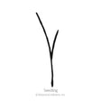 Simple black line illustration of a young grass seedling with a single forked blade emerging from a slender stem, labeled "Seedling" beneath it.