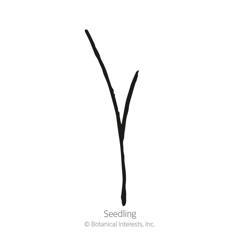 Simple black line illustration of a young grass seedling with a single forked blade emerging from a slender stem, labeled "Seedling" beneath it.