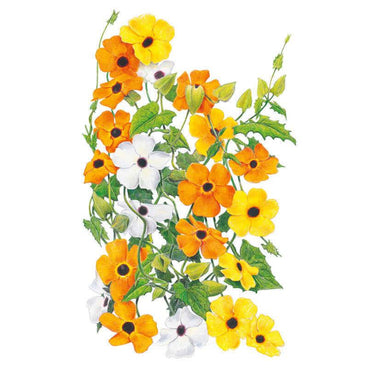 Botanical illustration of black-eyed susan vine showing a trailing mix of five-petaled flowers in orange, yellow and white, each with a dark central eye, twining among heart-shaped green leaves on a white background.