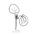 Line drawing of a black-eyed Susan vine seedling, showing a single rounded cotyledon leaf on a slender stem beside a curled, veined seed husk, labeled "Seedling".