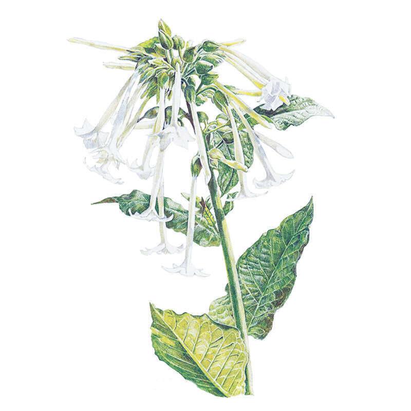 Botanical illustration of Indian Peace Pipe Nicotiana showing clustered long white trumpet-shaped flowers with slender tubes drooping from a central stem, surrounded by large veined green leaves.