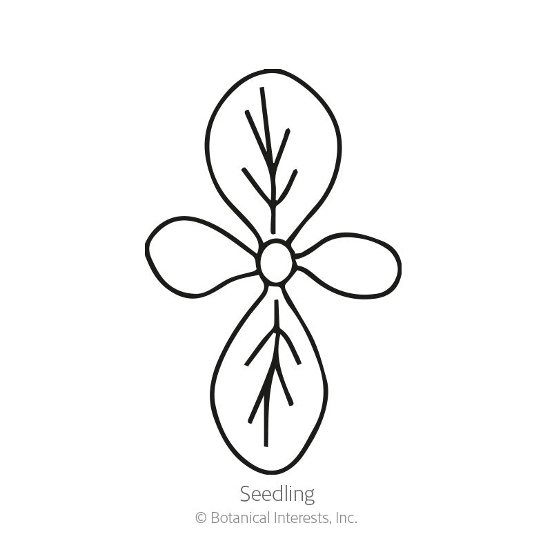 Line drawing of a seedling labeled "Seedling," showing four small oval cotyledon leaves in a cross shape below two larger elongated true leaves with visible veins.