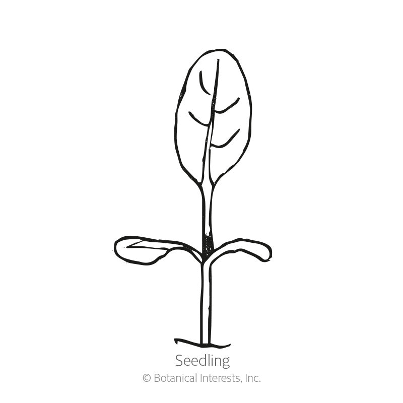 Line drawing of a young seedling with two small rounded cotyledon leaves and one larger true leaf on a single stem, labeled "Seedling" beneath.