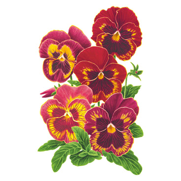 Colorful Panola® XP Rose Picotee Pansy flowers on a white background
