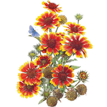 Botanical illustration of Goblin Gaillardia showing a cluster of red and yellow daisy-like blooms in various stages from bud to seed head, with a small blue butterfly resting among the flowers on a white background.