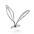 Simple black-and-white line drawing of a young seedling with two long, narrow leaves rising from a small rosette base, labeled "Seedling."