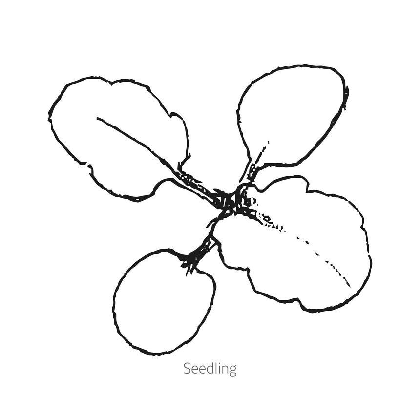 Line drawing of Matrix® Solar Flare Pansy seedling on a white background
