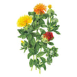 Illustration of QIS® Zanzibar Safflower plants with yellow, orange, and red flowers on a white background