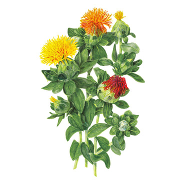 Illustration of QIS® Zanzibar Safflower plants with yellow, orange, and red flowers on a white background