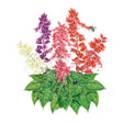 Illustration of colorful Estella Blend Salvia flowers with green leaves on a white background