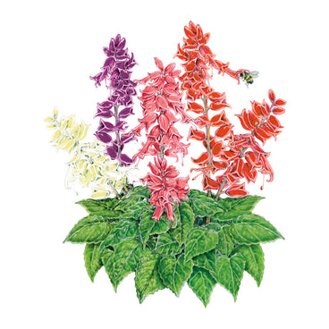 Illustration of colorful Estella Blend Salvia flowers with green leaves on a white background