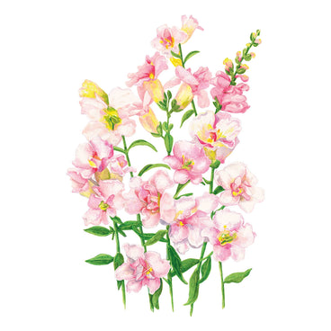 Illustration of pink DoubleShot™ Appleblossom Snapdragon flowers with green leaves on a white background