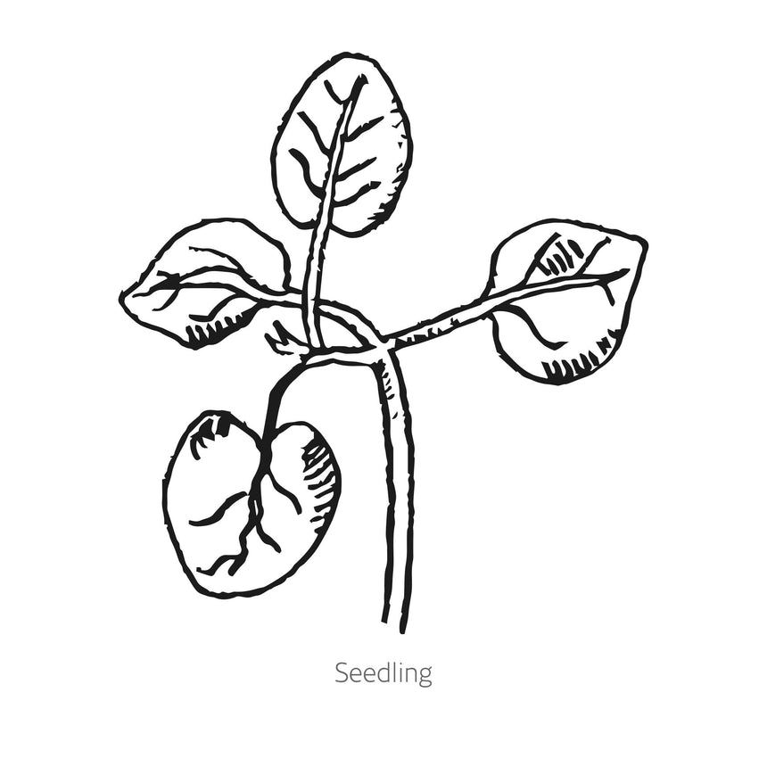 Black and white line drawing of DoubleShot™ Appleblossom Snapdragon seedling with leaves on a white background.