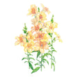 Illustration of yellow and peach DoubleShot™ Peach Snapdragon flowers with green leaves on a white background