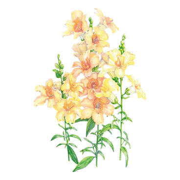 Illustration of yellow and peach DoubleShot™ Peach Snapdragon flowers with green leaves on a white background