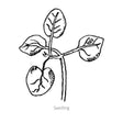 Black and white line drawing of DoubleShot™ Peach Snapdragon seedling with leaves on a white background.