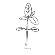 Line drawing of Summer Lovin Sunflower seedling on a white background