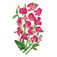 Illustration of pink Elegance Lipstick Sweet Pea flowers with green leaves on a white background