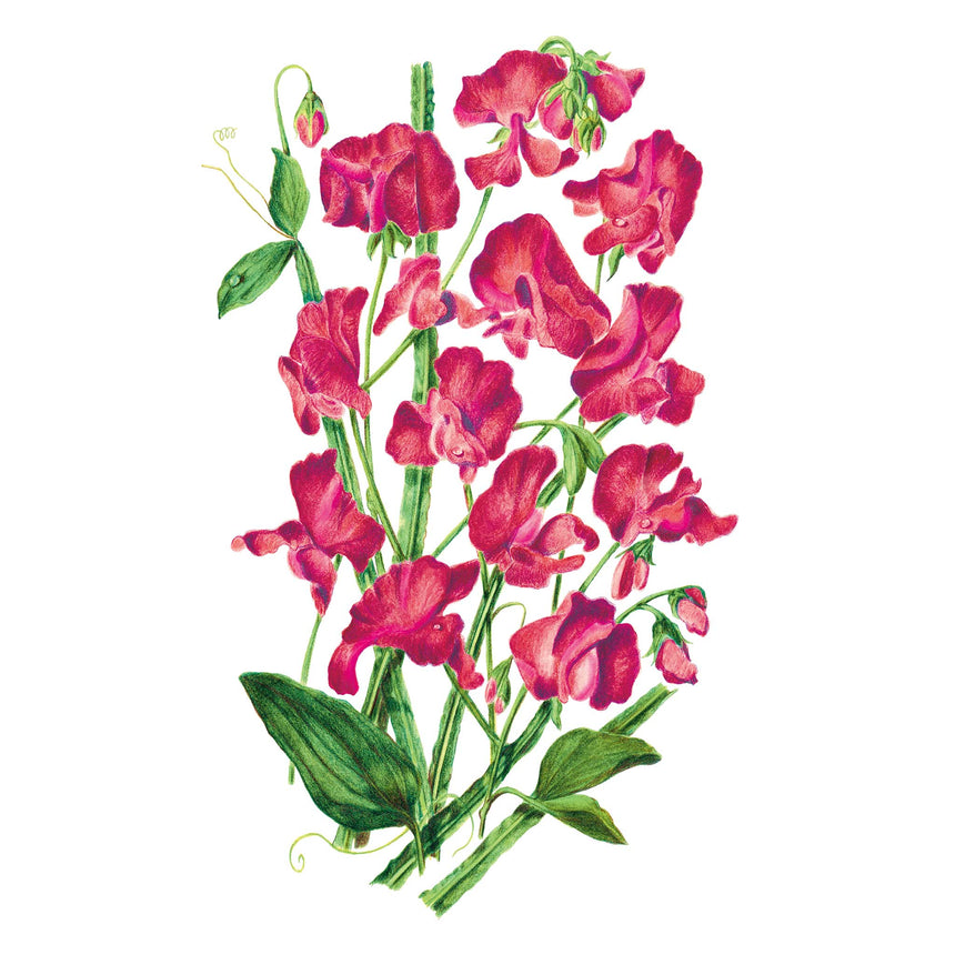 Illustration of pink Elegance Lipstick Sweet Pea flowers with green leaves on a white background