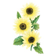 Botanical illustration of Vanilla Ice sunflowers showing three pale creamy-yellow blooms with dark brown centres, a green unopened bud, toothed leaves and stem, set against a plain white background.