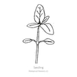 Line drawing of a young sunflower seedling with a pair of oval seed leaves near the base and a set of larger true leaves at the top, labeled "Seedling."