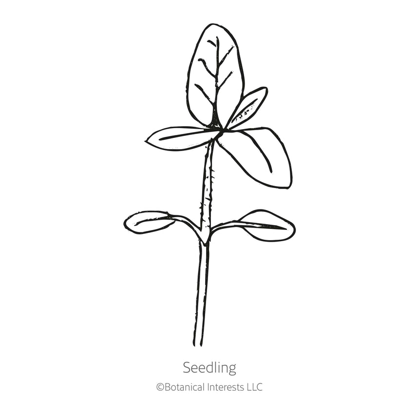 Line drawing of a young sunflower seedling with a pair of oval seed leaves near the base and a set of larger true leaves at the top, labeled "Seedling."
