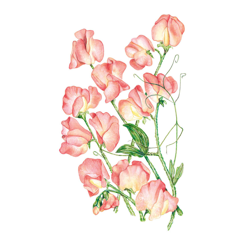 Illustration of pink Spencer Princess Elizabeth Sweet Pea flowers with green leaves on a white background