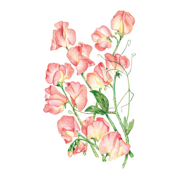 Illustration of pink Spencer Princess Elizabeth Sweet Pea flowers with green leaves on a white background