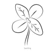 Black line drawing of Coral Zinnia seedling