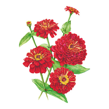 Illustration of red Meteor Zinnia  flowers with green leaves on a white background