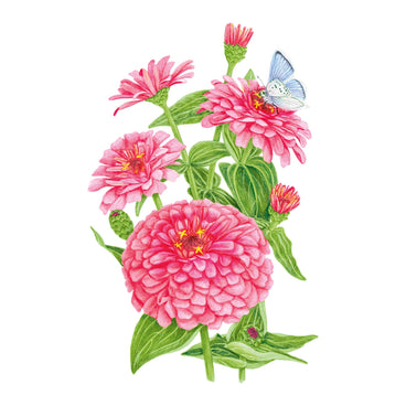 Illustration of pink Rose Zinnia flowers with green leaves and a blue butterfly on a white background