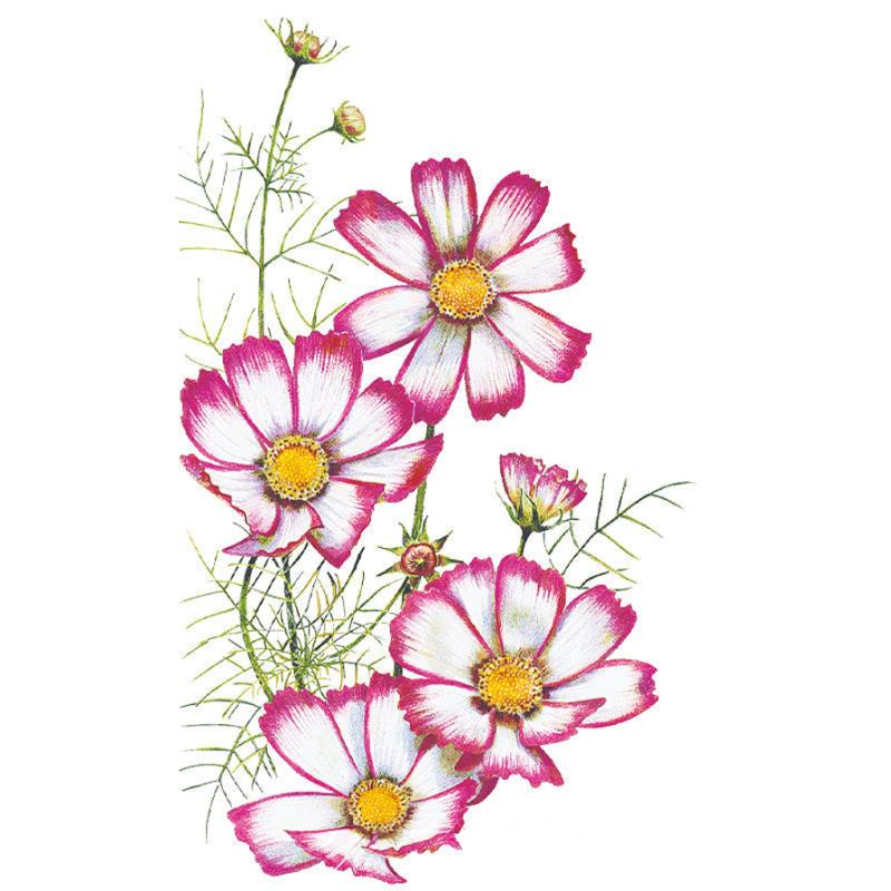 Illustration of Candystripe cosmos flowers with white petals edged in deep pink, yellow centres, and feathery green foliage, shown at several stages from bud to full bloom against a white background.